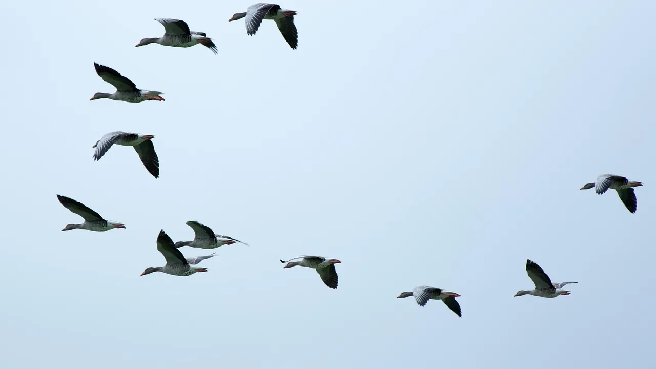 Vol d'oies en formation en V dans un ciel clair