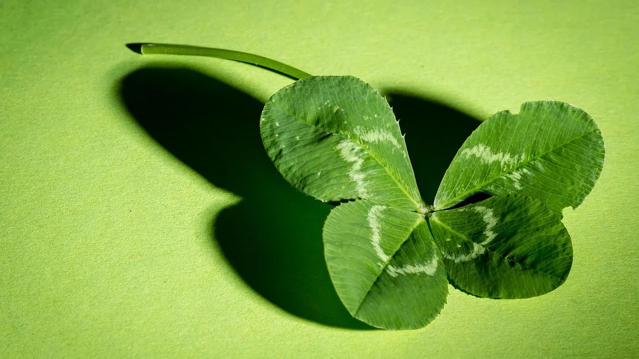 Trèfle à quatre feuilles posé sur un fond vert, ombre portée